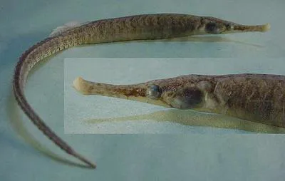 Sargassum pipefish (Syngnathus pelagicus)