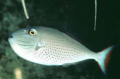 Sargassum triggerfish (Xanthichthys ringens)
