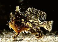 Sargassumfish (Histrio histrio)