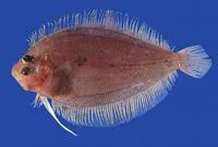 Sash flounder (Trichopsetta ventralis)