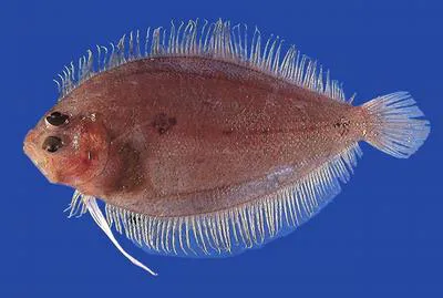 Sash flounder (Trichopsetta ventralis)