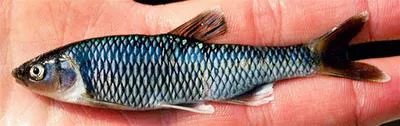 Satinfin shiner (Cyprinella analostana)