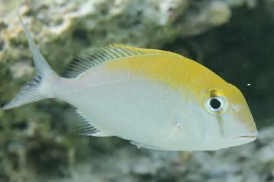 Saucereye porgy (Calamus calamus)