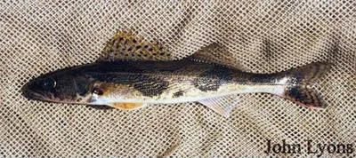 Sauger (Sander canadensis)