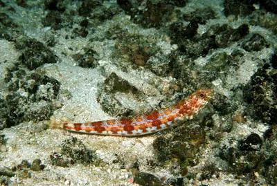 Sauro lizardfish (Synodus lacertinus)