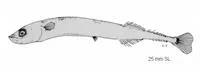 Saury (Cololabis adocetus)