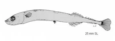 Saury (Cololabis adocetus)