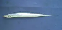 Savalai hairtail (Lepturacanthus savala)