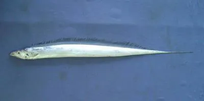 Savalai hairtail (Lepturacanthus savala)