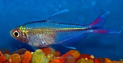 Savanna tetra (Hyphessobrycon stegemanni)