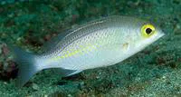 Saw-jawed monocle bream (Scolopsis ciliata)