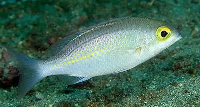 Saw-jawed monocle bream (Scolopsis ciliata)