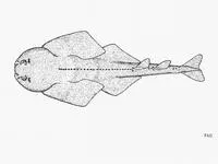 Sawback angelshark (Squatina aculeata)