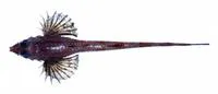 Sawback poacher (Sarritor frenatus)