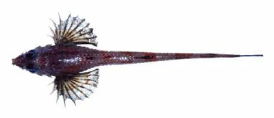 Sawback poacher (Sarritor frenatus)