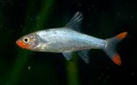 Sawbwa barb (Sawbwa resplendens)