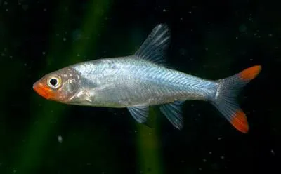 Sawbwa barb (Sawbwa resplendens)