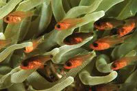 Sawcheek cardinalfish (Apogon quadrisquamatus)