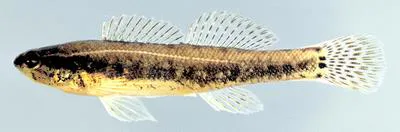 Sawcheek darter (Etheostoma serrifer)