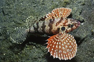 Sawcheek scorpionfish (Brachypterois serrulata)