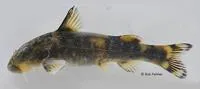 Sawfin suckermouth (Chiloglanis paratus)