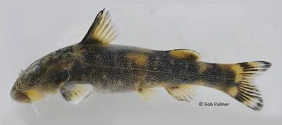 Sawfin suckermouth (Chiloglanis paratus)