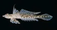 Sawspine dragonet (Diplogrammus infulatus)