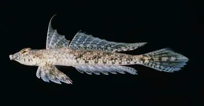 Sawspine dragonet (Diplogrammus infulatus)