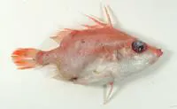 Sawspine spikefish (Paratriacanthodes retrospinis)
