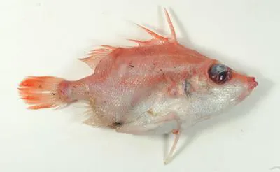 Sawspine spikefish (Paratriacanthodes retrospinis)