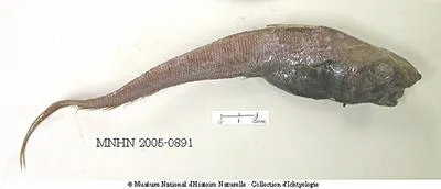 Sawspine whiptail (Nezumia spinosa)