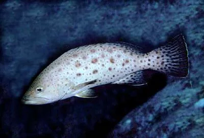 Sawtail grouper (Mycteroperca prionura)