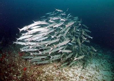 Sawtooth barracuda (Sphyraena putnamae)