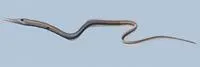 Sawtooth eel (Serrivomer sector)