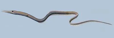 Sawtooth eel (Serrivomer sector)
