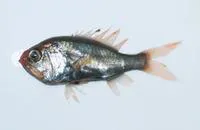 Saya de Malha luminous roughy (Aulotrachichthys sajademalensis)