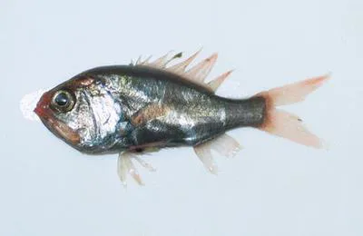 Saya de Malha luminous roughy (Aulotrachichthys sajademalensis)