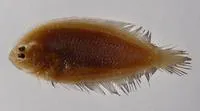 Scaldback (Arnoglossus kessleri)