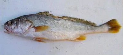 Scale croaker (Nibea squamosa)