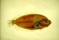 Scale-eyed flounder (Lepidoblepharon ophthalmolepis)