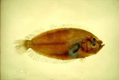 Scale-eyed flounder (Lepidoblepharon ophthalmolepis)