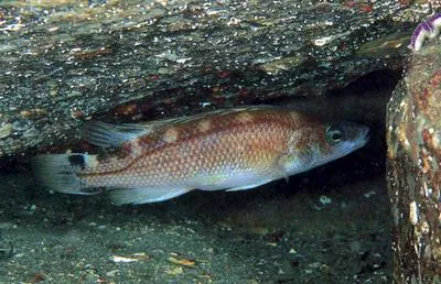 Scale-rayed wrasse (Acantholabrus palloni)