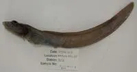 Scalebelly eelpout (Lycodes squamiventer)