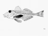 Scalebreast gurnard (Lepidotrigla cadmani)