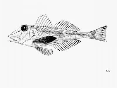 Scalebreast gurnard (Lepidotrigla cadmani)