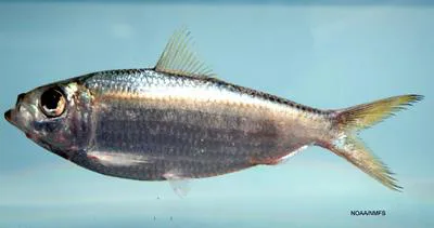 Scaled herring (Harengula jaguana)