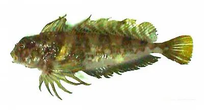 Scaled sculpin (Archistes biseriatus)
