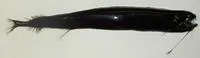 Scaleless black dragonfish (Melanostomias bartonbeani)
