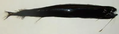 Scaleless black dragonfish (Melanostomias bartonbeani)