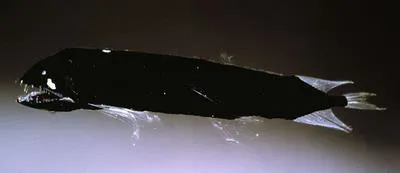 Scaleless dragonfish (Bathophilus nigerrimus)